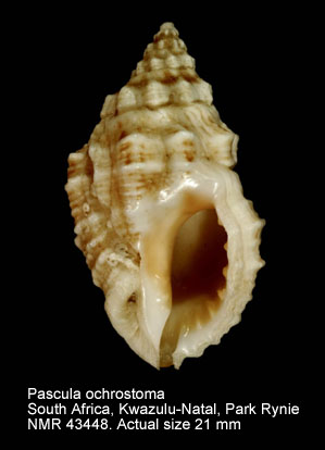 Pascula ochrostoma.jpg - Pascula ochrostoma(Blainville,1832)